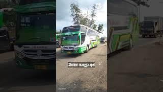 striberi mangga apel bis citra adi lancar #bus #short #telolet