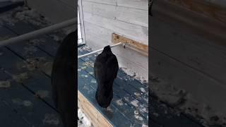 This video shows how clever the Crows are  #viral #animals #crow #trending