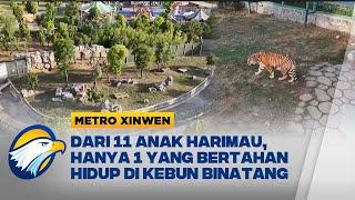 Metro Xinwen - 20 Harimau Wafat Taman Satwa Fuyang Diinvestigasi