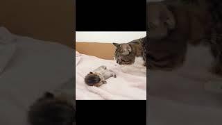 Daddy cat meet baby kitten 