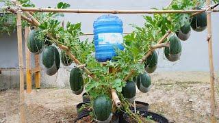 Watermelon is big sweet and succulent if you grow it this way