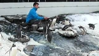 Feeding the penguins at Aquarium in Bergen