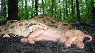 Boa Constrictor Eats an Entire Pig