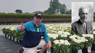 Mt. Hood Double Shasta Daisy  Outstanding Perennial With A GREAT Story & Superb Performance  