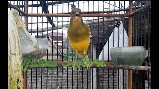 Suara Burung Kenari ini ampuh bikin kenari apapun ikut bunyipancingan kenari ngerol panjang