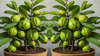  Ready to grow your own guava tree at home Best method of propagation and grafting guava tree