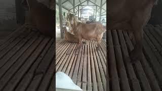 Indukan kambing boer. #bejobejoyofarm #kambingboer