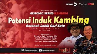 Potensi Induk Kambing Beranak Lebih Dari Satu