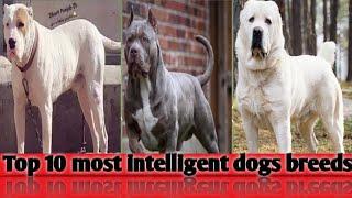 top 10 most intelligent dogs breeds