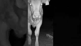 Animals Stopping by Cow Bones #trailcam #naturelovers #desert #sonorandesert #corridos