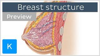 Structure and anatomy of the female breast preview - Human Anatomy  Kenhub