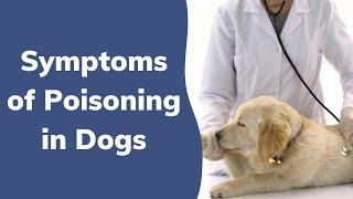 Symptoms of Poisoning in Dogs  Wag