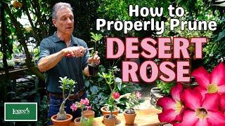 How to Properly Prune Desert Rose Adeniums