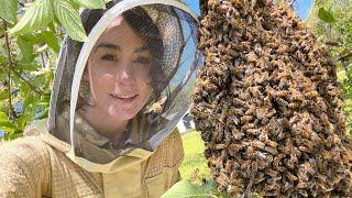 Tips on Catching & KEEPING a Swarm of Honey Bees