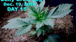 Daily Cannabis Grow Log - Dec. 19  PLANTING COVER CROPS 