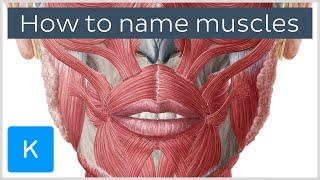 How are muscles named? - Terminology - Human Anatomy  Kenhub