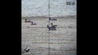 Air rifle Duck hunting with corrected shot technique