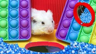 Hamster Clever and Quick Overcomes All Maze  Mr Hamster #2