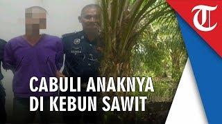 Ayah Cabuli Putrinya di Kebun Sawit Dorong ke Tanah dan Perkosa di Dekat Semak