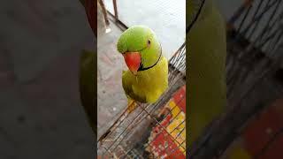 Another wonderful day for mitho #birds #animals #cuteanimals #parrot #mian mitho #parrottalking