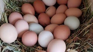 Collecting Eggs on the Homestead. over 200 chickens