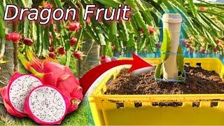 Dragon Fruit - Growing Red Dragon Fruit at Home How to properly plant and grow dragon fruit trees