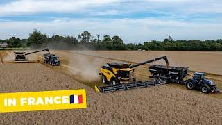 New Holland CR11 & CR10  5 combines in action  Performance Tour 2024