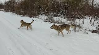 Czechoslovakian Wolfdog Pack Kuryak of Stellaburg - winter snow walk on a path on the riverside.