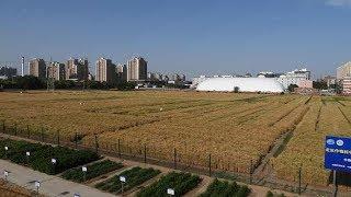 北京三环内“世界最贵农田”再迎丰收，麦穗金黄引人驻足