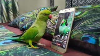 மொபைல் பைத்தியம் டீனு குட்டி  Tamil Talking Parrot Teenu Tinku  Speaking parrots