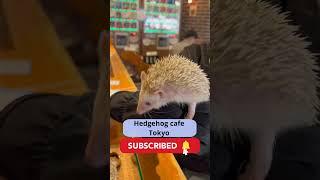 Cutest Hedgehog Cafe in Tokyo #shorts #funnyanimals