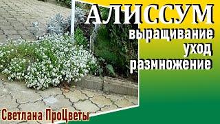 Как вырастить алиссум . Особенности выращивания в открытом грунте