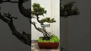 Looking for your next Bonsai Buying Tips #bonsaifacts #bonsai #bonsaibeginner