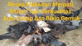 Resep Makanan Burung Dara yang Murah Tapi Ga Murahan Auto Gemuk dan Sehat.