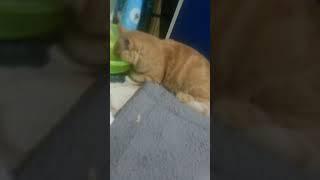 BABY KITTEN SLEEP AFTER DRINK