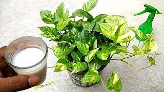 Best natural liquid fertilizer for plants  specially money plants