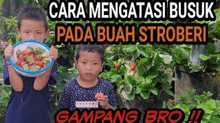 BONGKAR RAHASIA   Mengatasi Buah busuk pada Strawberry sangat Mudah Sekali 