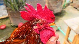 Most Beautiful Chicken Breeds  Australorp Rooster Crowing  Rooster Crowing Sounds Effect