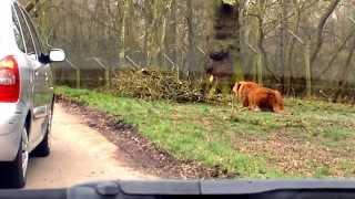 Knowsley Safari Park - Lions play fighting beside car