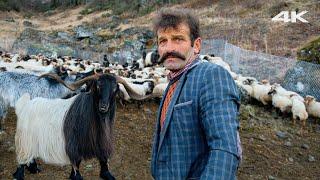 Turkish Shepherds Herd and Shepherd Dogs  Documentary