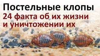 Все что нужно знать о постельных клопах чтобы быстро от них избавиться