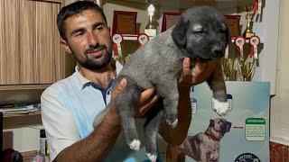 KANGAL YAVRULARIN BESLENMESİ NELERE DİKKAT EDİLMELİ