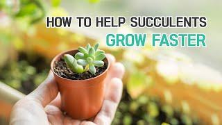 HOW TO HELP YOUR SUCCULENTS GROW FASTER  SUCCULENTS CARE TIPS