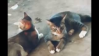 Kucing Kucing jinak mesra  Cat