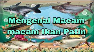 Mengenal Macam Macam Ikan Patin