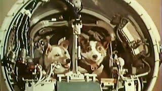 Belka and Strelka in space Белка и Стрелка в космос