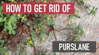 How to Get Rid of Purslane Weed Management