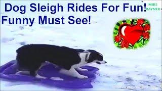 Amazing Dog Sleigh Rides For Fun Funny Animals Must See Best Christmas Dog Sledding