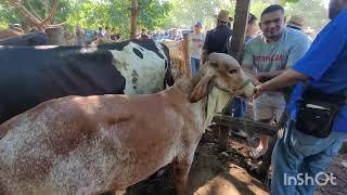 Novilla Gir pura en El Tránsito San Miguel El Salvador On 21062023