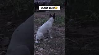 ASU badiu #video #dog #timorleste